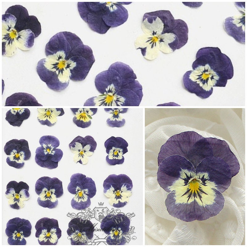 12 PCS set (2-3CM) Pressed Pansy Flowers, Dried Pansy Flower, Pressed Purple Viola Pansies Flower, Real Viola Pansy, Flat Dried Pansies