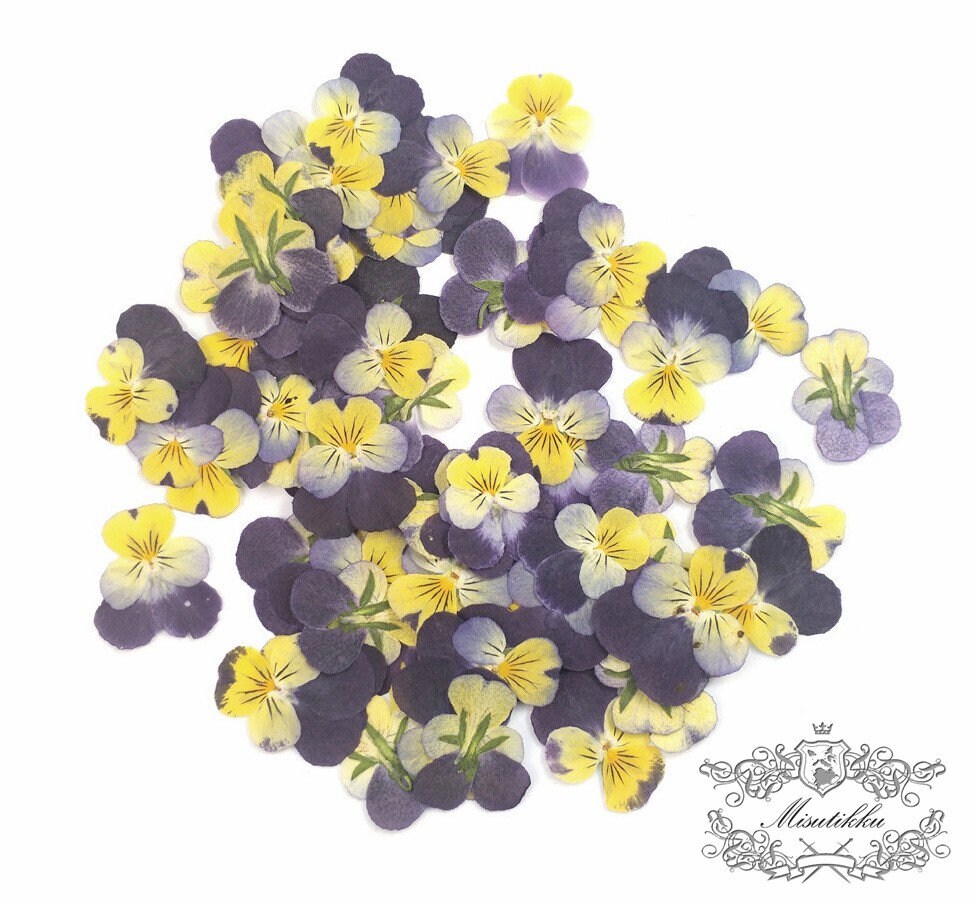 12 PCS set (2-3CM) Pressed Flowers Pansy, Real Pansy Dried Flower, Pressed Flat Pansies Viola Flower, Pressed Viola Pansy Real Dried Pansies