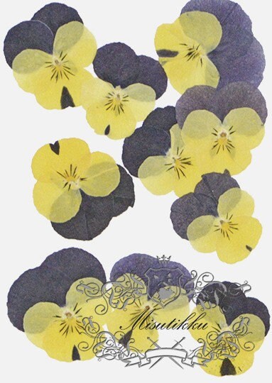 12 PCS set (3-4CM) Pressed Flowers Pansy Dried Flower, Pressed Flat Pansies, Real Dried Viola Flower, Pressed Viola Pansy Real Dried Pansies