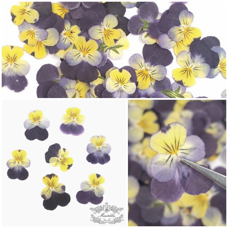 12 PCS set (2-3CM) Pressed Flowers Pansy, Real Pansy Dried Flower, Pressed Flat Pansies Viola Flower, Pressed Viola Pansy Real Dried Pansies