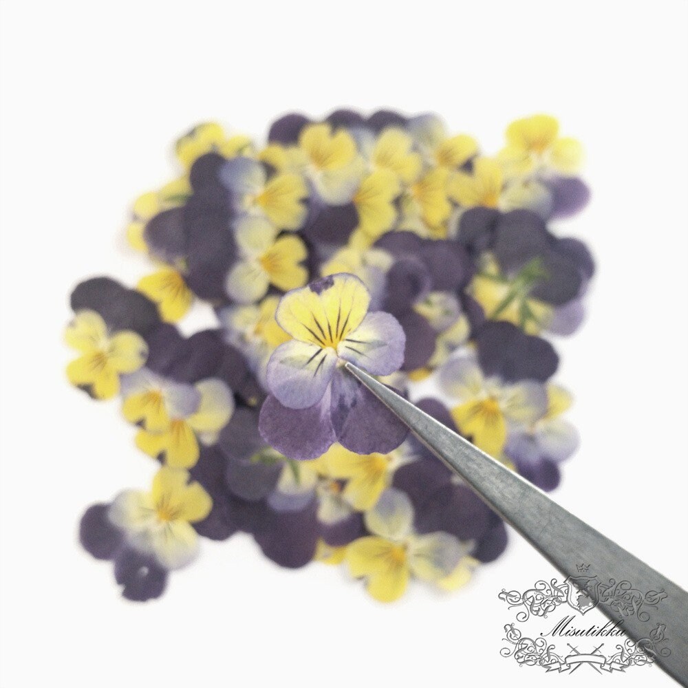 12 PCS set (2-3CM) Pressed Flowers Pansy, Real Pansy Dried Flower, Pressed Flat Pansies Viola Flower, Pressed Viola Pansy Real Dried Pansies