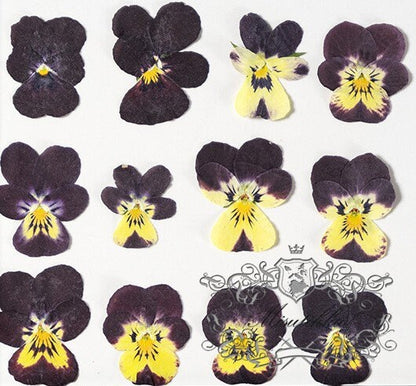 12 PCS set (2-4CM) Pressed Dried Pansy, Preserved Pansy Real Flower, Pressed Flat Pansies Flower, Pressed Viola Pansy Flowers, Dried Pansies