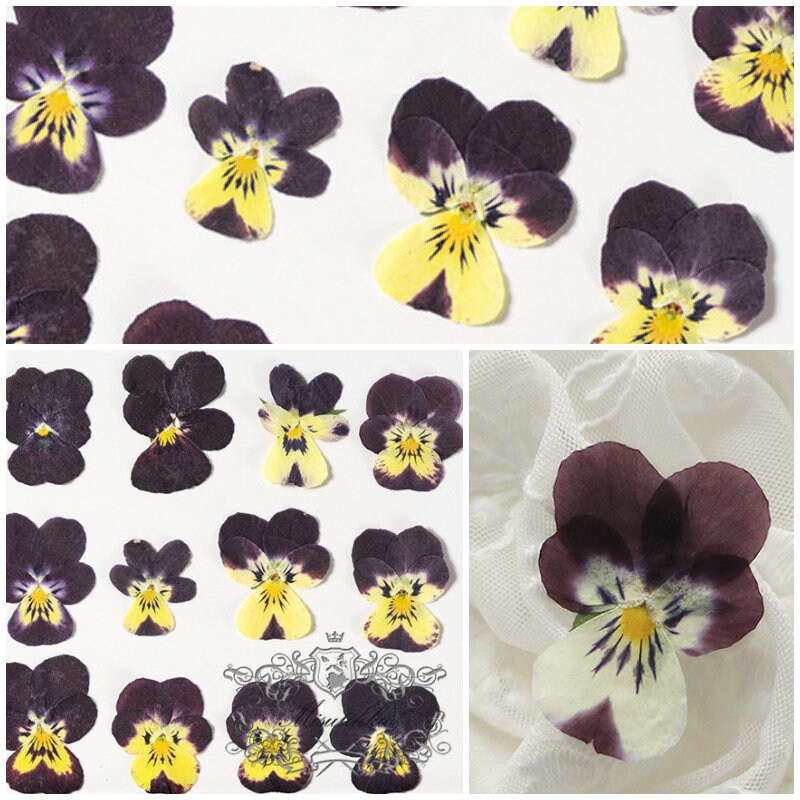 12 PCS set (2-4CM) Pressed Dried Pansy, Preserved Pansy Real Flower, Pressed Flat Pansies Flower, Pressed Viola Pansy Flowers, Dried Pansies