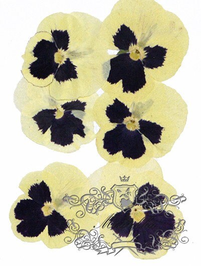 20 PCS set (4-6cm) Pressed Pansy Dried Flowers, Pressed Dried Yellow Pansies, Pressed Yellow Dried Viola Flower, Real Pressed Viola Pansy