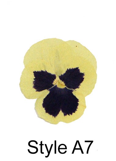 20 PCS set (4-6cm) Pressed Pansy Dried Flowers, Pressed Dried Yellow Pansies, Pressed Yellow Dried Viola Flower, Real Pressed Viola Pansy