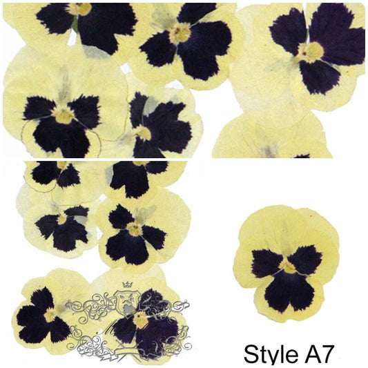 20 PCS set (4-6cm) Pressed Pansy Dried Flowers, Pressed Dried Yellow Pansies, Pressed Yellow Dried Viola Flower, Real Pressed Viola Pansy