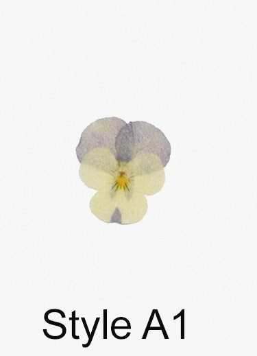 12 PCS set (2-4 cm) Pressed Pansy Dried Flowers, Pressed Dried Pansies, Pressed Dried Viola Flower, Real Pressed Viola, Preserved FlatPansy