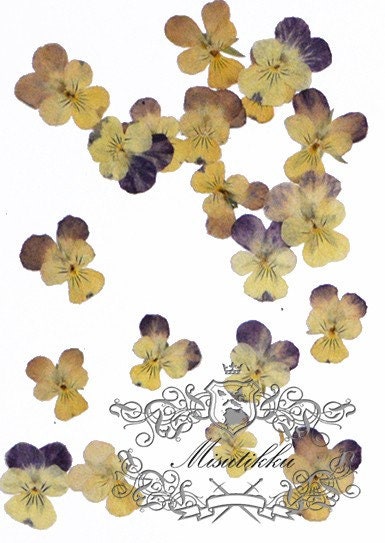 12 PCS set (2-3cm) Pressed Dried Pansy Flowers, Dried Pressed Pansies, Pressed Viola Dried Flower, Real Pressed Viola, Preserved FlatPansy