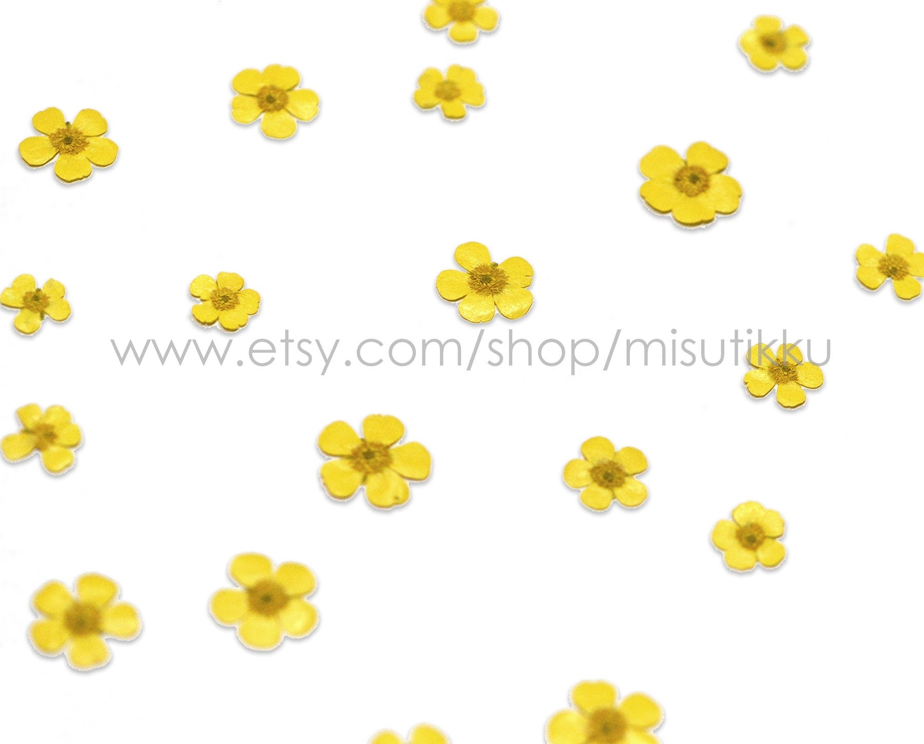 12 PCS Set (1.5-2.5CM) Pressed Flower Buttercups, Flat Dried Flower Yellow Buttercups, Pressed Dried Yellow Flowers, Dried Pressed Buttercup