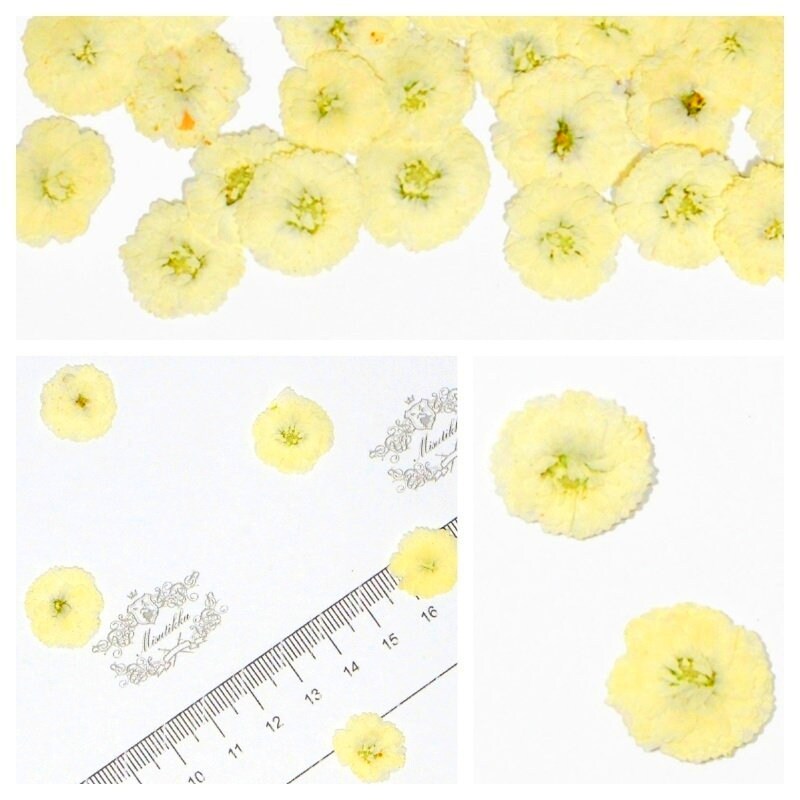 20 PCS Set (1-1.5CM) Pressed Flower, real dried Flower, Ivory White Verbena Flowers, Small Dried Flowers, Preserved White Flower For Wedding