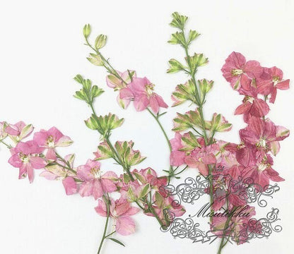 6 PCS Set (7-10CM) Pressed Dried Flowers Stems, Real Pressed Pink Flowers, Flat Dried Pressed Flower Stems, Preserved Pink Dried Flower