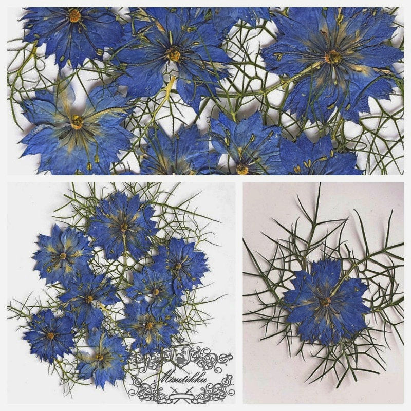 12 PCS/Set (3.5-5CM) Dried Pressed Flowers, Dried Blue Nigella Flower , Pressed Blue Dried Flowers, Real Blue Flower, Pressed Flat Flowers