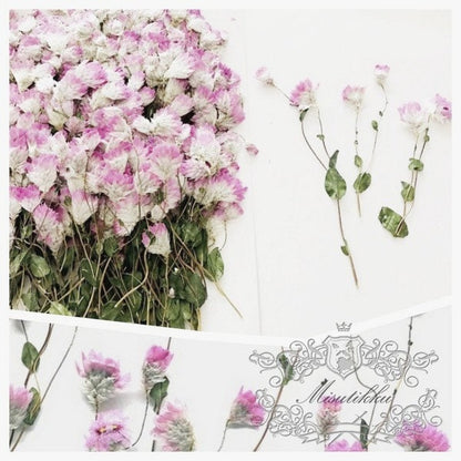 20 PCS/Set (5-8CM) Pressed dried Flower, Pink Pressed Flower Stems, Pressed Flat Pink Dried Flower Stems, Real Pressed Dried Pink Flower