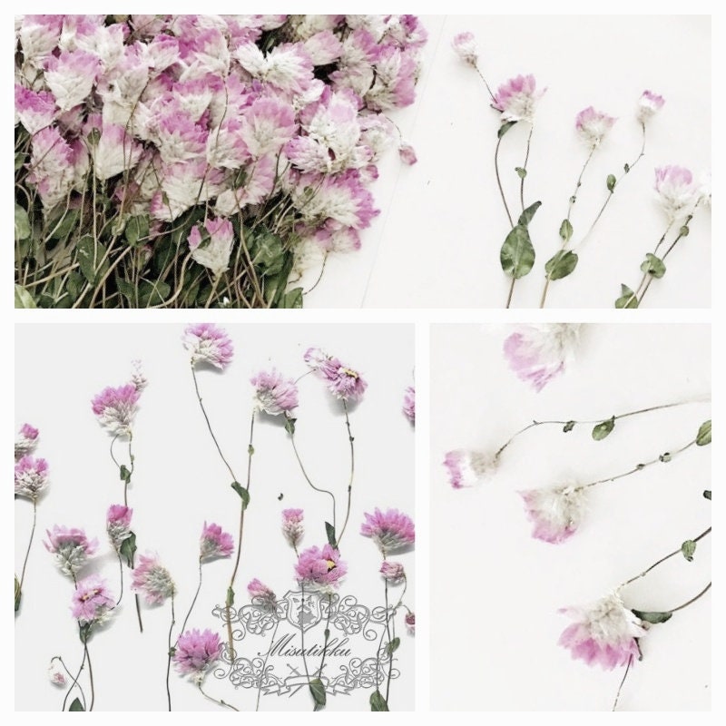 20 PCS/Set (5-8CM) Pressed dried Flower, Pink Pressed Flower Stems, Pressed Flat Pink Dried Flower Stems, Real Pressed Dried Pink Flower