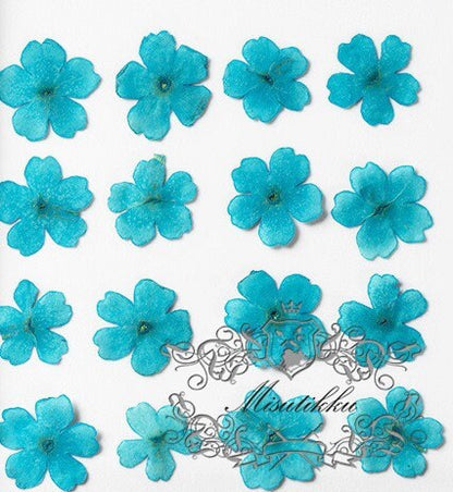 20 PCS Set (1-1.5CM) Pressed Dried flowers, Pressed Blue Flower, Dried Blue Flower, Preserved Flat Real Blue Flower, Small Dried Flowers