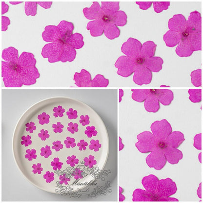 20 PCS/Set (3-3.5cm) Pressed Dried Flower, Presed Pink Dried Flowers, Pressed Flat Pink Dried Flowers, Preserved Flowers, Pressed Flowers