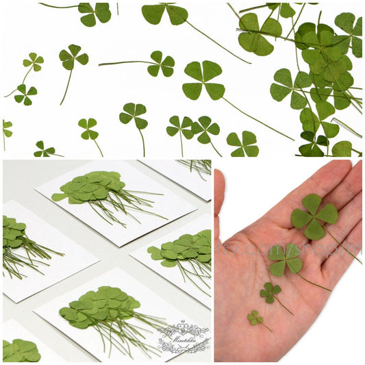 20 PCS /Pack (4 Sizes) Pressed Four Leaves Clover, Preserved Four leaves Clover, Real Dried Four Leaves clover, Dried Pressed Flower Leaves