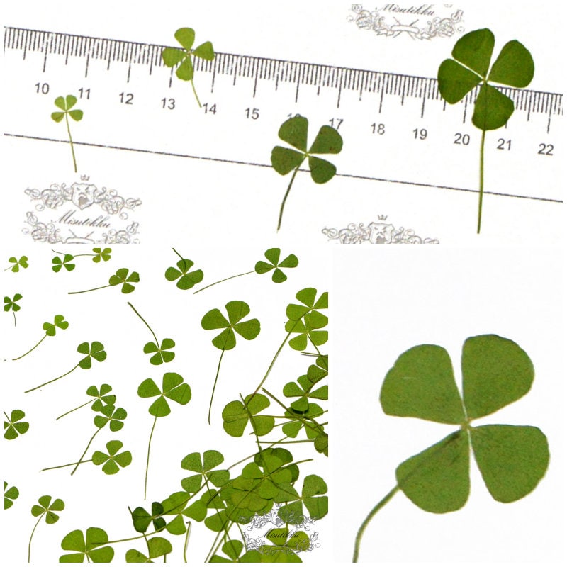 20 PCS Set (4 Sizes) Pressed Four Leaves Clover, Flat Dried Four leaves Clover, Real Four Leaves clover Pressed, Pressed Dried Flower Leaves