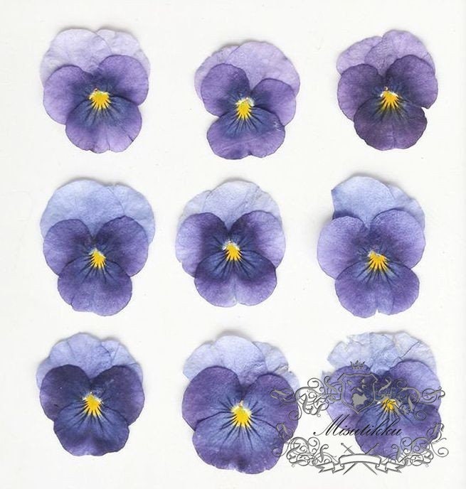 12 PCS set (2-4CM) Pansy Pressed Flowers, Dried Pansies Flower, Pressed Purple Pansy Viola Flower, Real Viola Pansy, Flat Dried Pansies