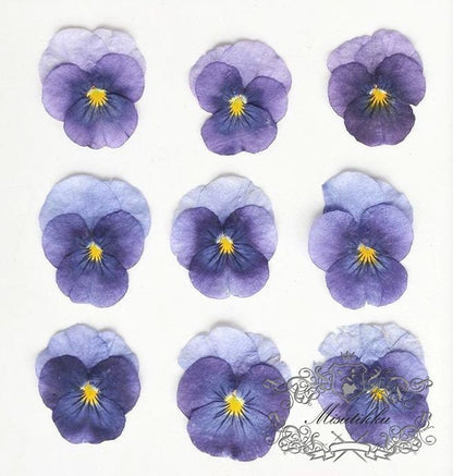 12 PCS set (2-4CM) Pansy Pressed Flowers, Dried Pansies Flower, Pressed Purple Pansy Viola Flower, Real Viola Pansy, Flat Dried Pansies