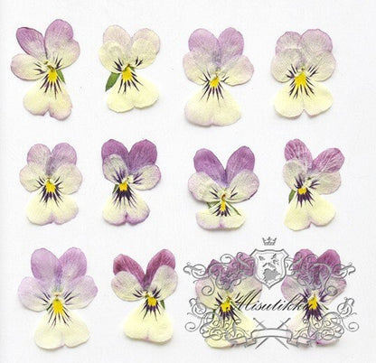 20 PCS set (2-3CM) Pansy Pressed Flowers, Dried Pansy Flower, Pressed Purple Pansies Viola Flower, Real Viola Pansy, Flat Dried Pansies