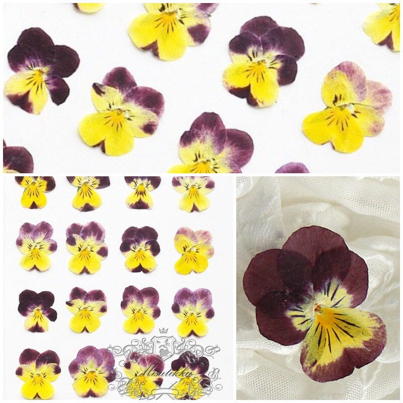 12 PCS set (2-3CM) Pansy Pressed Flowers, Dried Pansy Flower, Pressed Real Pansies Viola Flower, Pressed Viola Pansy, Flat Dried Pansies