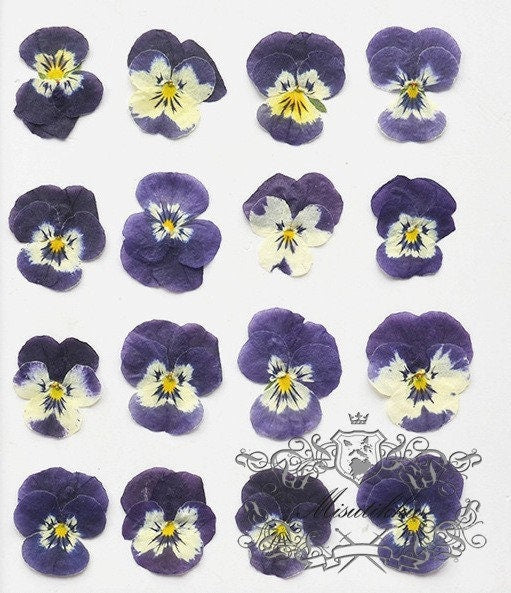 12 PCS set (2-3CM) Pressed Pansy Flowers, Dried Pansy Flower, Pressed Purple Viola Pansies Flower, Real Viola Pansy, Flat Dried Pansies