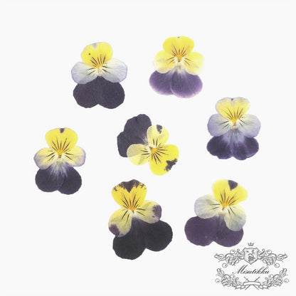 12 PCS set (2-3CM) Pressed Flowers Pansy, Real Pansy Dried Flower, Pressed Flat Pansies Viola Flower, Pressed Viola Pansy Real Dried Pansies