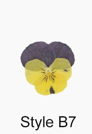 12 PCS set (3-4CM) Pressed Flowers Pansy Dried Flower, Pressed Flat Pansies, Real Dried Viola Flower, Pressed Viola Pansy Real Dried Pansies