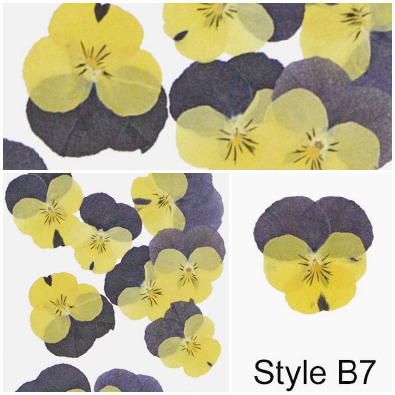 12 PCS set (3-4CM) Pressed Flowers Pansy Dried Flower, Pressed Flat Pansies, Real Dried Viola Flower, Pressed Viola Pansy Real Dried Pansies