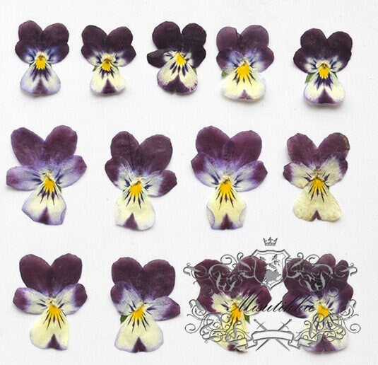 12 PCS set (2-3CM) Pressed Dried Flowers Pansy, Real Pansy Flower, Pressed Flat Pansies Flower, Pressed Viola Pansy Flowers, Dried Pansies