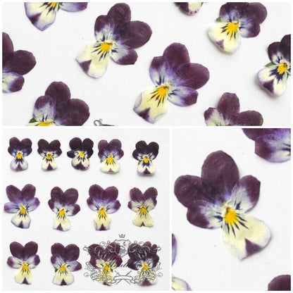 12 PCS set (2-3CM) Pressed Dried Flowers Pansy, Real Pansy Flower, Pressed Flat Pansies Flower, Pressed Viola Pansy Flowers, Dried Pansies