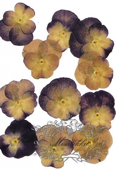 12 PCS set (3-5CM) Pressed Dried Pansy Flowers, Dried Pansies Real Flower, Pressed Flat Pansies Flower, Dried Pressed Viola Pansy Flowers