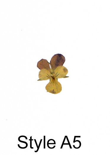 12 PCS set (2-3cm) Pressed Dried Pansy Flowers, Dried Pressed Pansies, Pressed Viola Dried Flower, Real Pressed Viola, Preserved FlatPansy