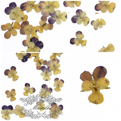 12 PCS set (2-3cm) Pressed Dried Pansy Flowers, Dried Pressed Pansies, Pressed Viola Dried Flower, Real Pressed Viola, Preserved FlatPansy