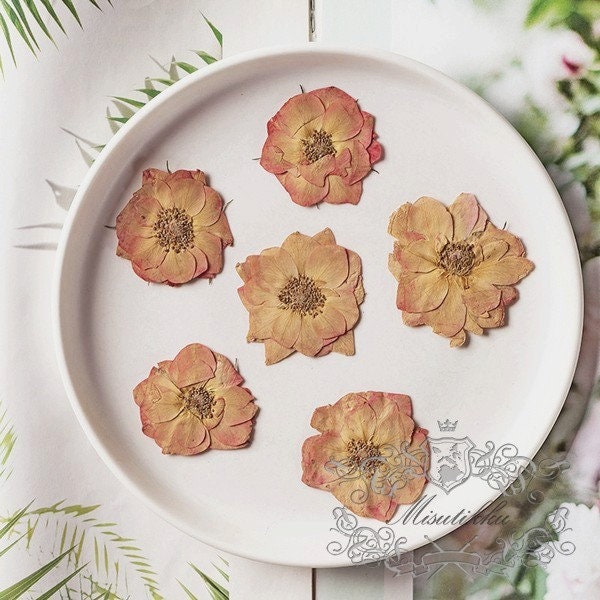 12 PCS Set (3.5-5CM) Pressed Rose Flowers, Pressed Dried Roses, Real Roses Flower, Preserved Flat Rose Flower, Pressed Rose Dried Flowers