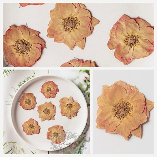 12 PCS Set (3.5-5CM) Pressed Rose Flowers, Pressed Dried Roses, Real Roses Flower, Preserved Flat Rose Flower, Pressed Rose Dried Flowers