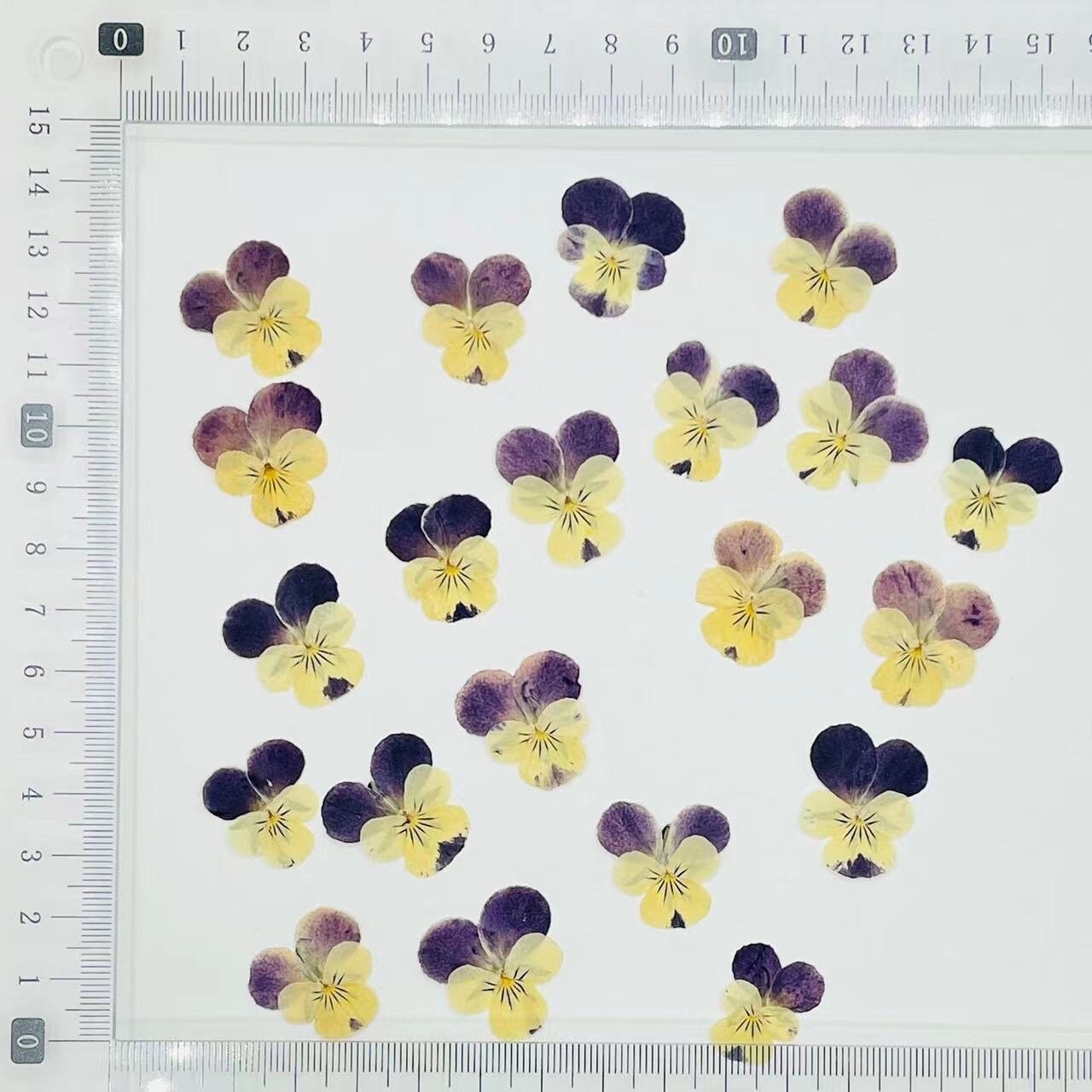 12 PCS set (3-5cm) Pressed Pansy Dried Flowers, Pressed Dried Pansy, Pressed Dried Viola Flower, Real Pressed Viola, Preserved Flat Pansies