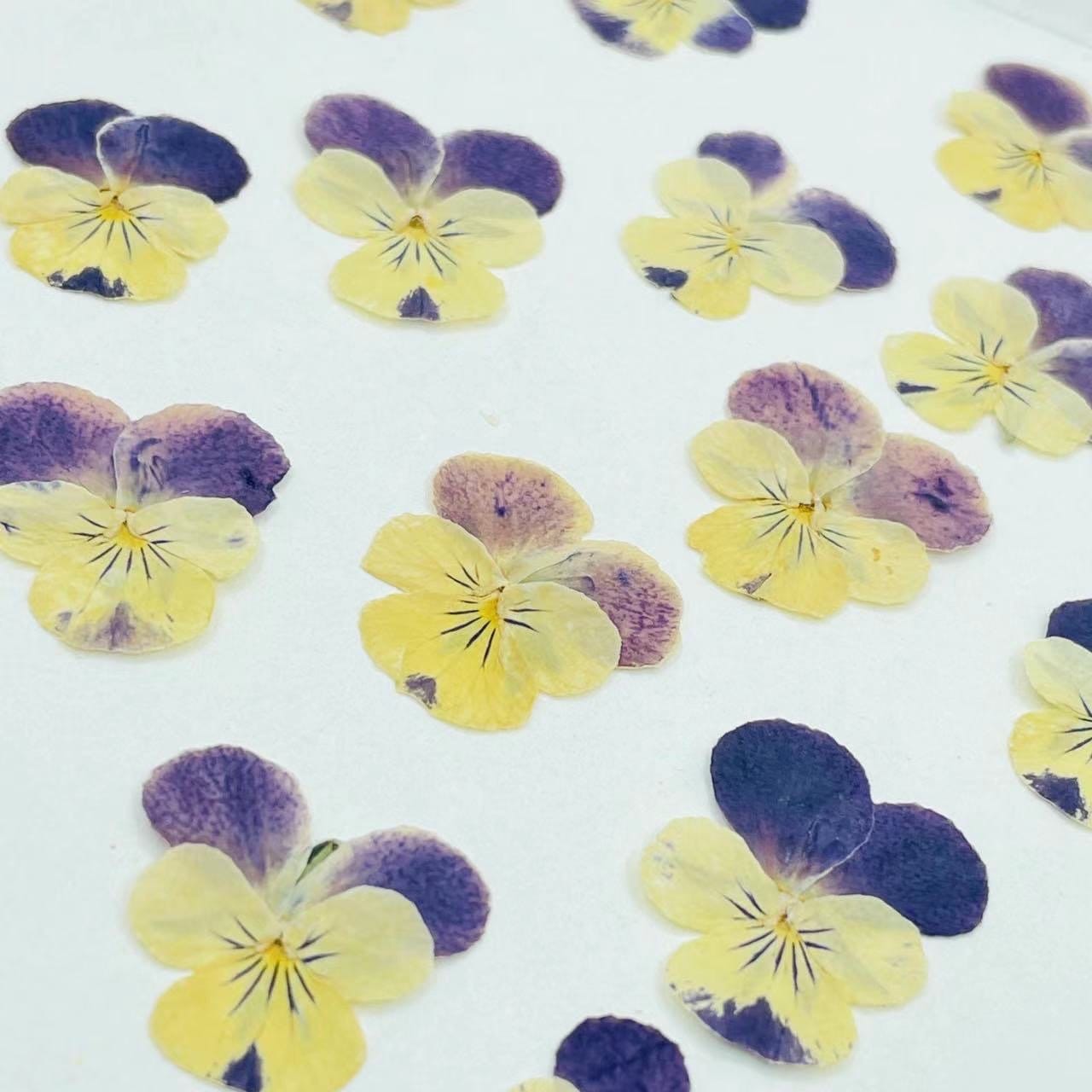 12 PCS set (3-5cm) Pressed Pansy Dried Flowers, Pressed Dried Pansy, Pressed Dried Viola Flower, Real Pressed Viola, Preserved Flat Pansies