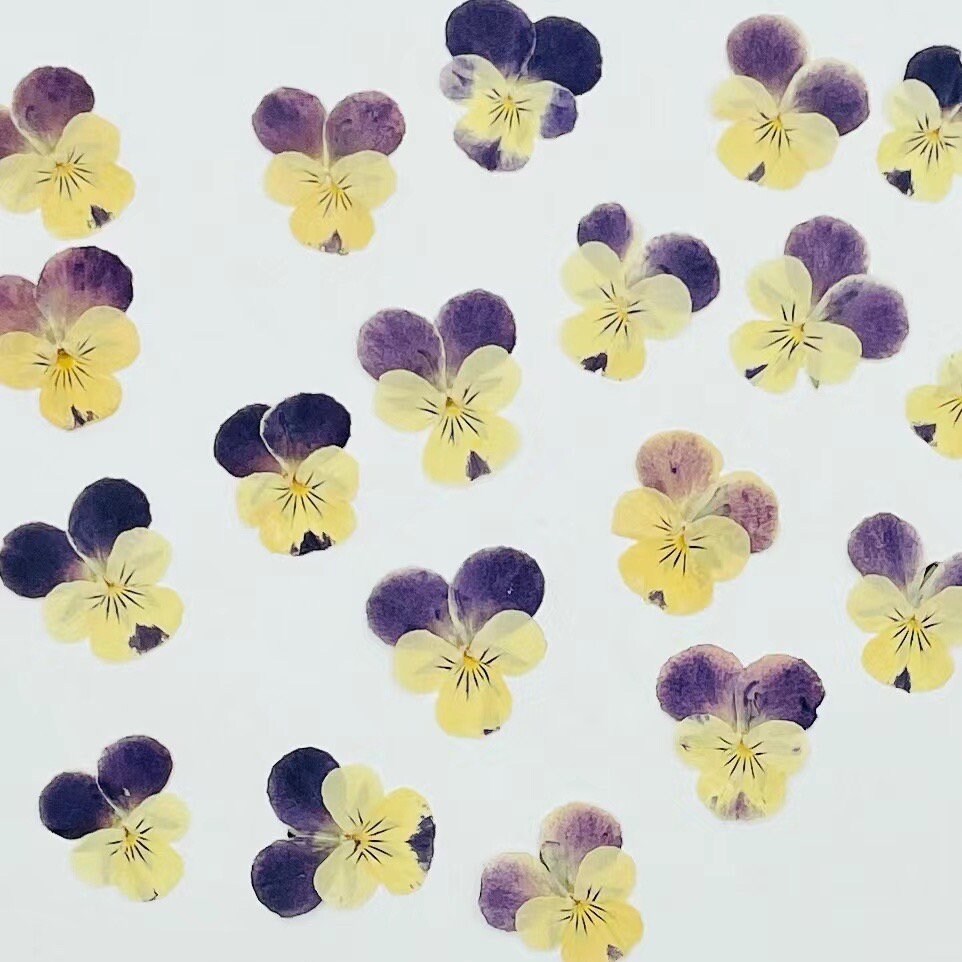 12 PCS set (3-5cm) Pressed Pansy Dried Flowers, Pressed Dried Pansy, Pressed Dried Viola Flower, Real Pressed Viola, Preserved Flat Pansies