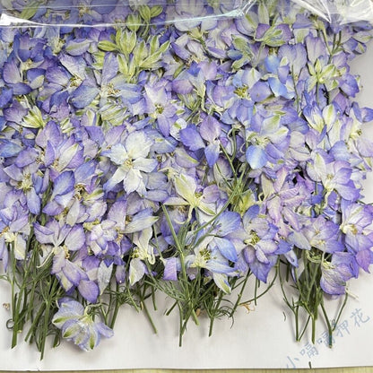 6 PCS Set (4-7CM) Pressed Blue Flowers Stems, Pressed Blue Dried Flowers, Flat Pressed Flower Stems, Preserved Real Dried Flower stems