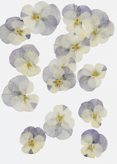 12 PCS set (2-4 cm) Pressed Pansy Dried Flowers, Pressed Dried Pansies, Pressed Dried Viola Flower, Real Pressed Viola, Preserved FlatPansy