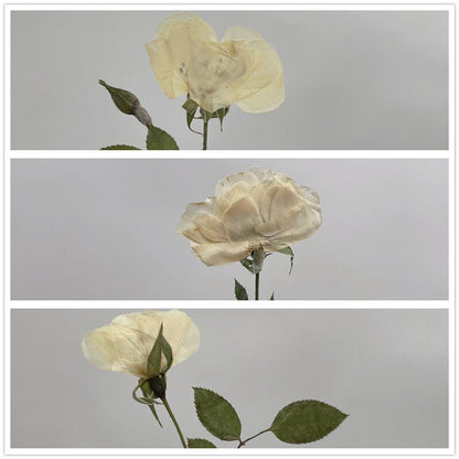 6 PCS Set (5-8CM) Pressed White Rose Flower Stems, Pressed Dried Rose Flower Stems, Preserved Dried Roses, Flat Pressed Rose Flowers Stems