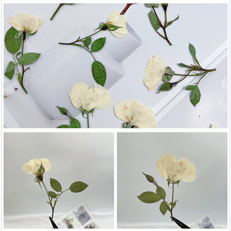 6 PCS Set (5-8CM) Pressed White Rose Flower Stems, Pressed Dried Rose Flower Stems, Preserved Dried Roses, Flat Pressed Rose Flowers Stems