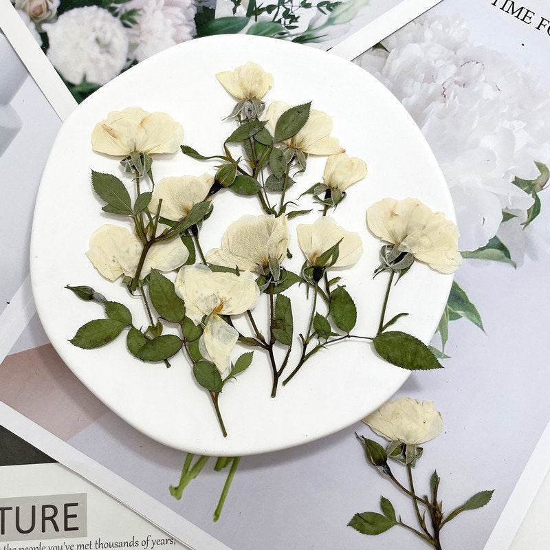 6 PCS Set (5-8CM) Pressed White Rose Flower Stems, Pressed Dried Rose Flower Stems, Preserved Dried Roses, Flat Pressed Rose Flowers Stems