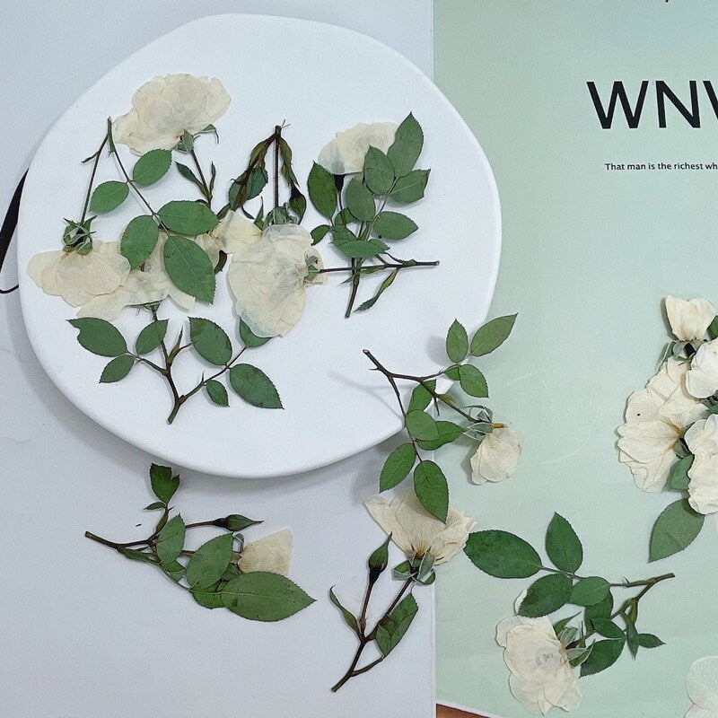 6 PCS Set (5-8CM) Pressed White Rose Flower Stems, Pressed Dried Rose Flower Stems, Preserved Dried Roses, Flat Pressed Rose Flowers Stems