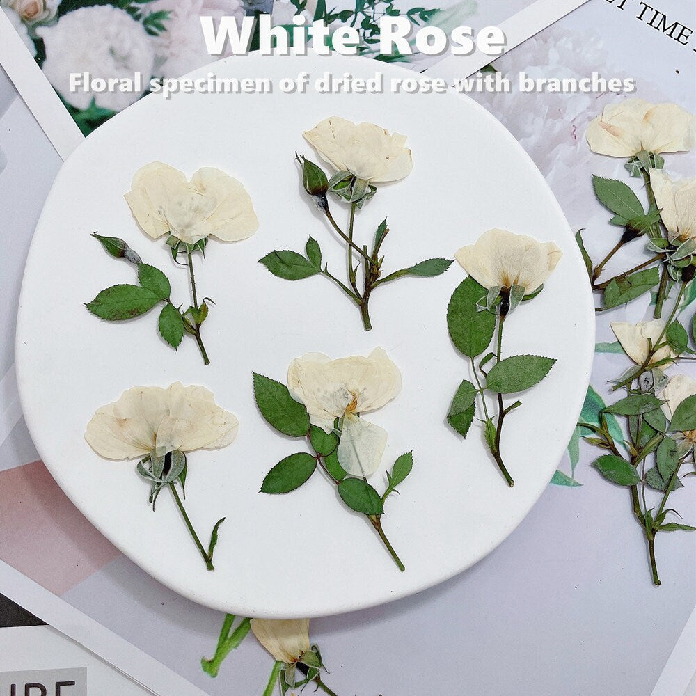 6 PCS Set (5-8CM) Pressed White Rose Flower Stems, Pressed Dried Rose Flower Stems, Preserved Dried Roses, Flat Pressed Rose Flowers Stems