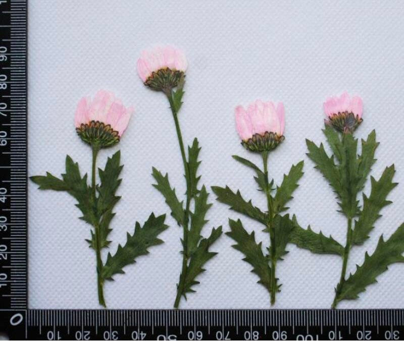 12 PCS/Set (5-8CM) Pressed Pink Daisy Flower Stems, Real Dried Pink Flowers, Flat Dried Flower, Pink Pressed Flowers, Pink Dried Flowers