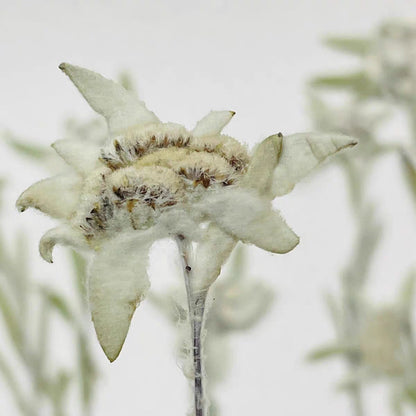 12 PCS (8-15 CM) Dried Laguru, Small White rabbittail, Dried Foxtail Flower Stems, Rabbittail real Flower, Bunny Tail Flower