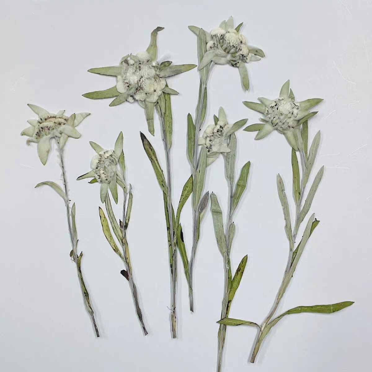 12 PCS (8-15 CM) Dried Laguru, Small White rabbittail, Dried Foxtail Flower Stems, Rabbittail real Flower, Bunny Tail Flower